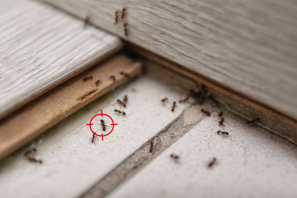 Best Wasp Removal Services  in Nellis Af, NV
