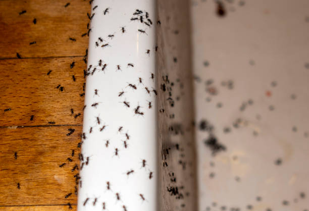Reliable Nellis Af, NV Pest Control Solutions