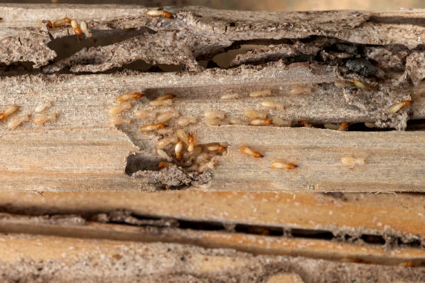 Best Affordable Pest Control Services  in Nellis Af, NV